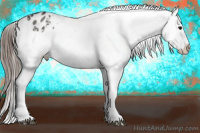 Horse Color:Grullo Appaloosa