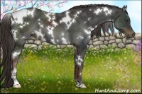 Horse Color:White Spotted Liver Chestnut 