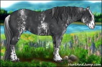 Horse Color:Black and White Spotted Black