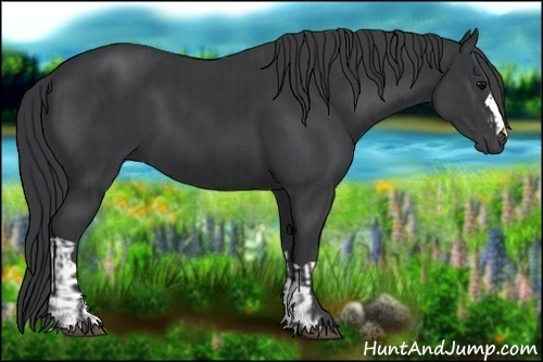 Horse Color:Black  and Black 