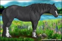 Horse Color:Black  and Black 