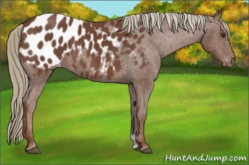 Horse Color:Chestnut Appaloosa 