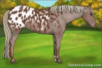 Horse Color:Chestnut Appaloosa
