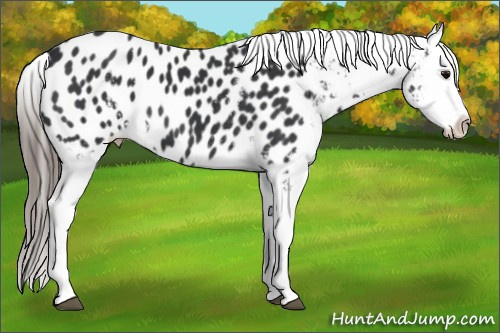 Horse Color:White Spotted Black Near Leopard