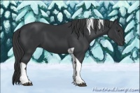 Horse Color:Black Tobiano 