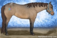 Horse Color:Bay Dun Appaloosa