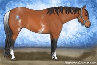 Horse Color:White Spotted Bay 
