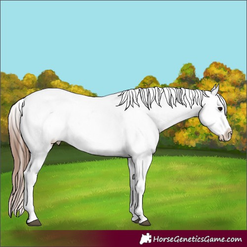 Horse Color:Brown Near Leopard