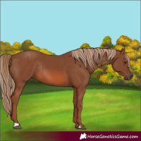 Horse Color:Chestnut Rabicano 