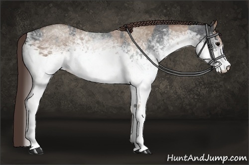 Horse Color:White Spotted Blue Roan Rabicano and White Spotted Classic Champagne Roan Rabicano