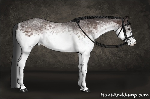 Horse Color:White Spotted Brown Rabicano