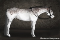 Horse Color:White Spotted Brown Rabicano 