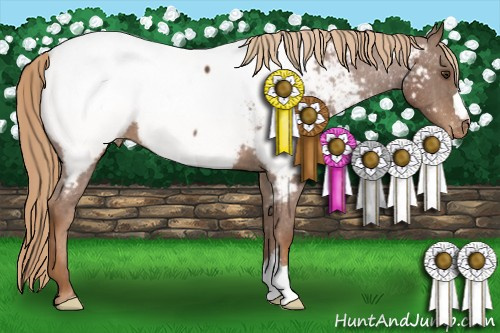 Horse Color:Chestnut Appaloosa 
