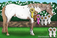 Horse Color:Chestnut Appaloosa