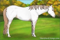 Horse Color:Gold Champagne Appaloosa 