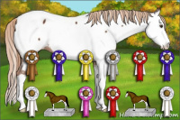 Horse Color:Chestnut Splash Near Fewspot