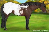 Horse Color:Brown Appaloosa 