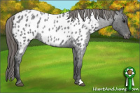Horse Color:Smoky Blue Roan Appaloosa Rabicano 