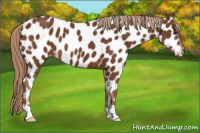 Horse Color:Chestnut Appaloosa 