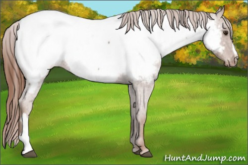 Horse Color:Red Roan Appaloosa 