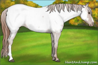 Horse Color:Red Roan Snowcap