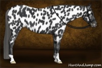 Horse Color:Black Near Leopard 