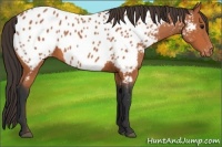 Horse Color:Bay Appaloosa 