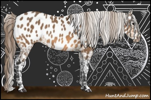 Horse Color:Buckskin Near Leopard 