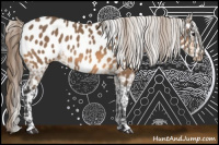Horse Color:Buckskin Near Leopard 