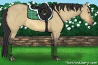 Horse Color:Buckskin Dun