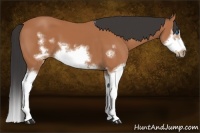Horse Color:Bay Splash Frame