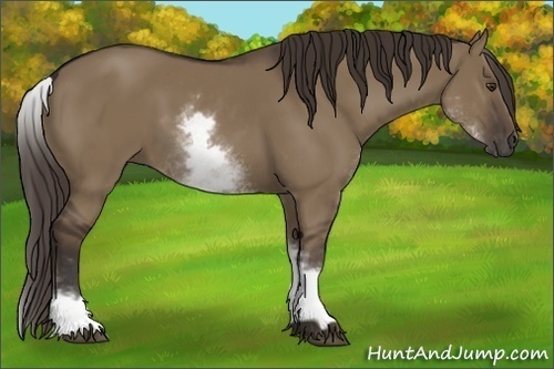 Horse Color:White Spotted Liver Red Dun 