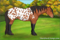 Horse Color:Bay Appaloosa 