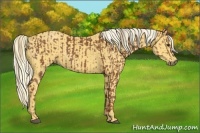 Horse Color:Chestnut and Palomino
