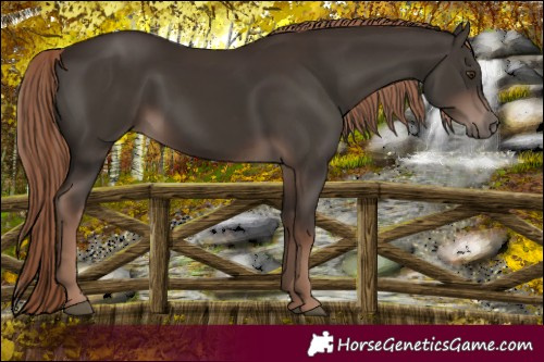 Horse Color:Liver Chestnut 