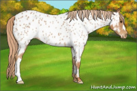 Horse Color:Chestnut Appaloosa