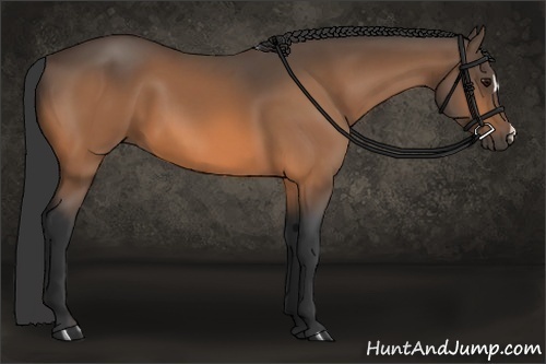 Horse Color:Buckskin 