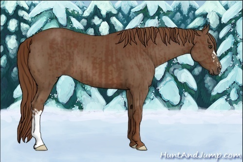 Horse Color:Chestnut  and Chestnut 