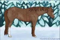 Horse Color:Chestnut  and Chestnut 