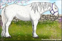 Horse Color:Palomino Appaloosa  and Palomino Appaloosa 