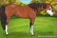 Horse Color:Bay Sabino