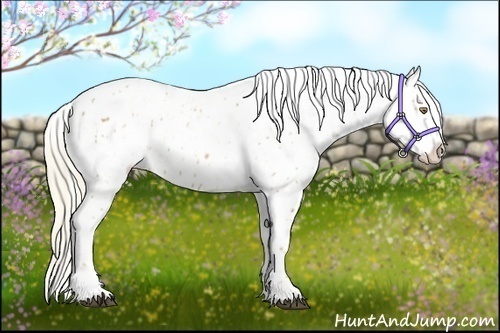 Horse Color:Palomino Roan Leopard  and Palomino Roan Fewspot 