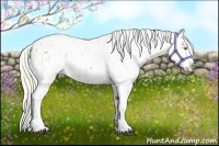 Horse Color:Palomino Roan Leopard  and Palomino Roan Fewspot 