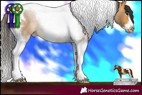 Horse Color:Buckskin Roan Splash Tobiano Frame 