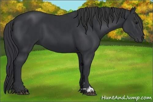 Horse Color:Black and Black