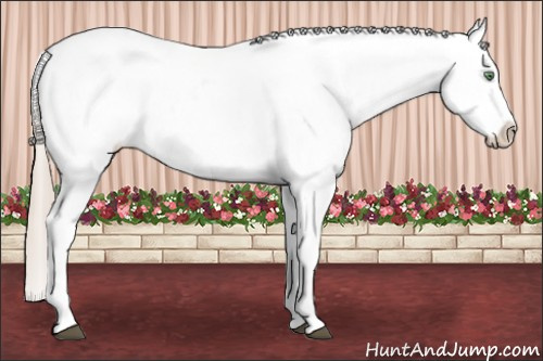 Horse Color:Palomino Tobiano Appaloosa
