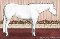 Horse Color:Palomino Tobiano Appaloosa