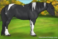 Horse Color:Black Tobiano 
