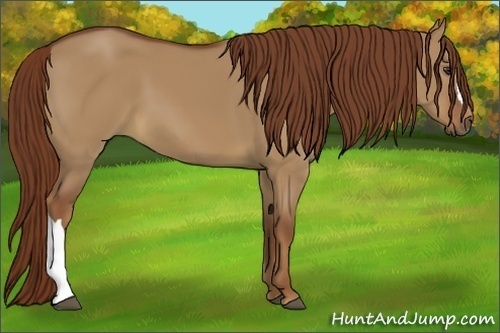 Horse Color:Red Dun 