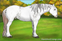 Horse Color:White Spotted Grullo Appaloosa Rabicano  and White Spotted Grullo Appaloosa Rabicano 